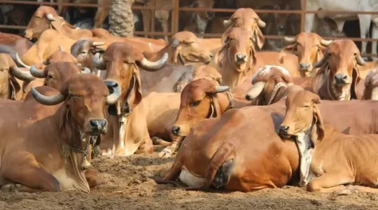 gau3